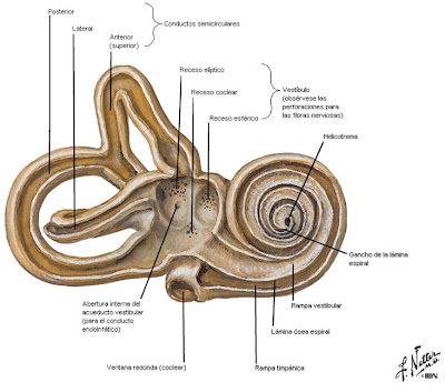 ANATOMIA DEL OIDO INTERNO PDF ANATOMIA DEL OIDO INTERNO PDF